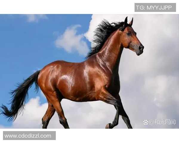 揭秘足球明星马儿的真实身份与传奇故事